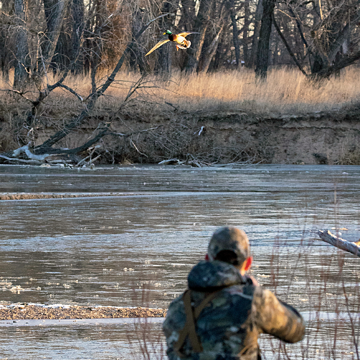 Waterfowl hunter and a mallard coming in. Photo by DougSteinkePhotos.com